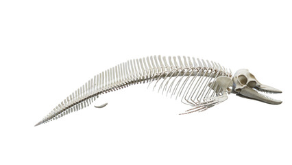 3D rendered illustration of a dolphin's skeletal system © Sebastian Kaulitzki