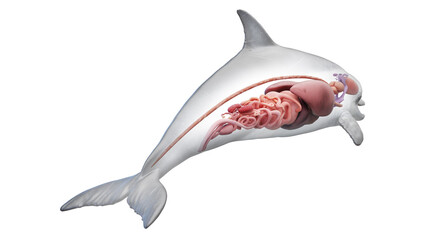 3D rendered illustration of a dolphin's internal organs