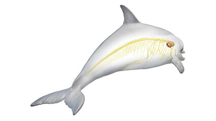 3D rendered illustration of a dolphin's nervous system