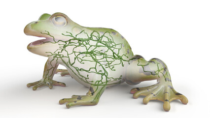 3D rendered illustration of a frog's lymphatic system