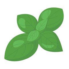 Vector illustration of basil on white background.