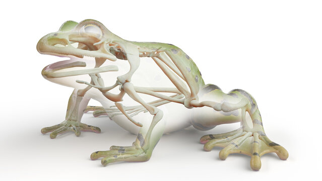 3D rendered illustration of a frog's skeletal system
