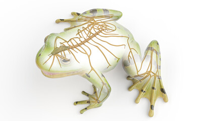 Fototapeta premium 3D rendered illustration of a frog's nervous system