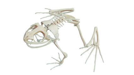 3D rendered illustration of a frog's skeletal system