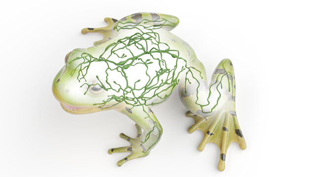3D rendered illustration of a frog's lymphatic system