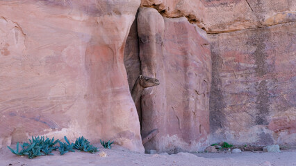 Camel peeking its head out of rock cave and looking over the ancient city of Petra in Jordan