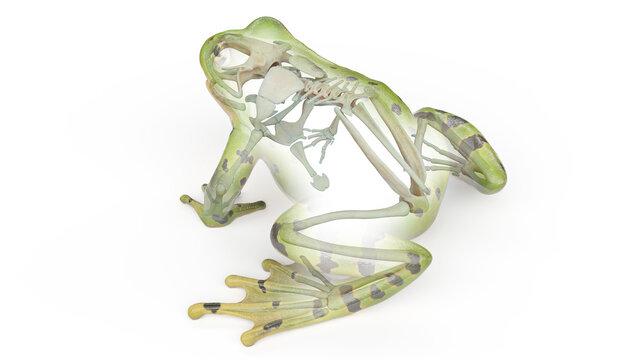 3D rendered illustration of a frog's skeletal system