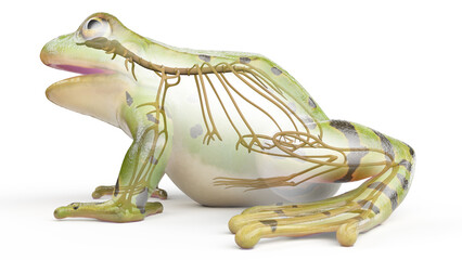 Fototapeta premium 3D rendered illustration of a frog's nervous system