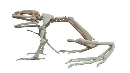3D rendered illustration of a frog's skeletal system