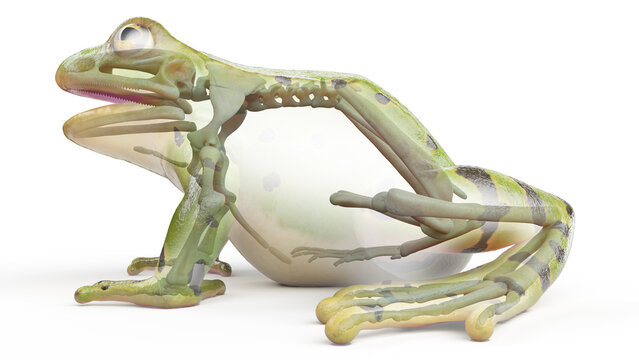 3D rendered illustration of a frog's skeletal system