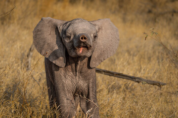 Little baby African elephant pointing its trunk towards you. dry grass in the background, Greater Kruger - obrazy, fototapety, plakaty