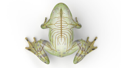 3D rendered illustration of a frog's nervous system