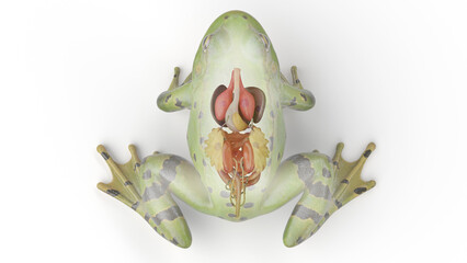 Obraz premium 3D rendered illustration of a frog's visceral organs