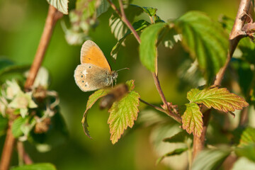 Rotbraunes Wiesenvögelchen (Coenonympha glycerion) 