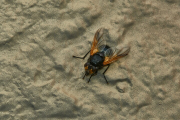 Rinderfliege (Mesembrina meridiana )