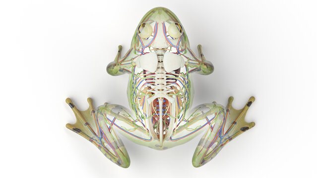 3D rendered illustration of a frog's internal organs