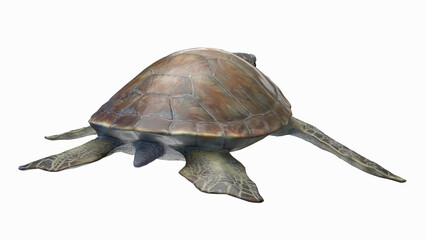 3D rendered illustration of a sea turtle