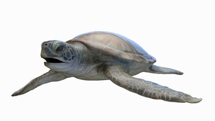 Obraz premium 3D rendered illustration of a sea turtle