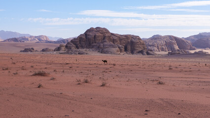 Fototapeta na wymiar Camels walking through hot, dry and mountainous terrain of Arabian Wadi Rum desert in Jordan
