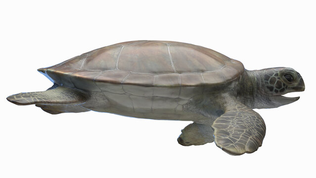 3D rendered illustration of a sea turtle