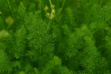 Bärwurz (Meum athamanticum)