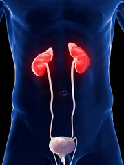 3d rendered medical illustration of a man's kidneys