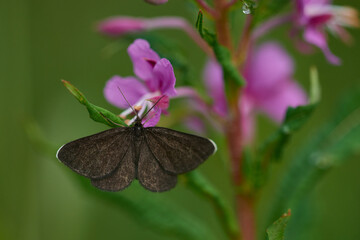 Schwarzspanner ( Odezia atrata )