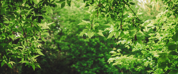 Fototapeta na wymiar Scenic natural green background in blur behind vivid thickets in sunlight. Beautiful bushes in bokeh behind colorful leaves close-up. Blurred backdrop from rich greenery in sunny day with copy space.