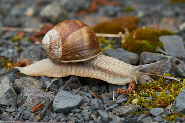 Weinbergschnecke auf dem Waldboden