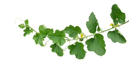 Green leaves of Cantaloupe (Muskmelon) with yellow flowers and tendrils, pumpkin leaf-like vine plant - 567274633