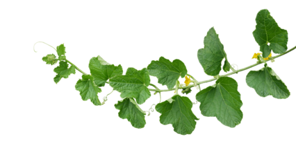 Green leaves of Cantaloupe (Muskmelon) with yellow flowers and tendrils, pumpkin leaf-like vine plant