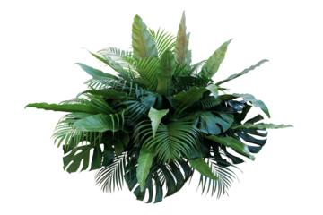 Tropical foliage plant bush (Monstera, palm leaves, and Bird's nest fern) floral arrangement indoors garden nature backdrop