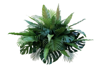 Poster Tropical foliage plant bush (Monstera, palm leaves, and Bird's nest fern) floral arrangement indoors garden nature backdrop © Chansom Pantip