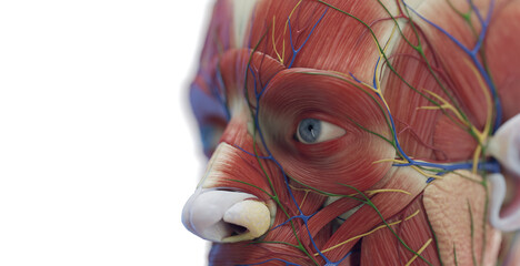 3d rendered medical illustration of a man's facial muscles - obrazy, fototapety, plakaty