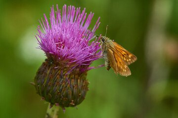 Rostfarbiger Dickkopffalter (Ochlodes sylvanus)	