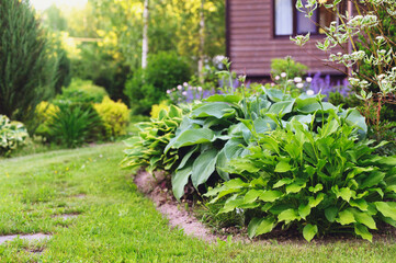 Wooden country house with hostas and flowers planted in mixed border. Summer cottage garden.
