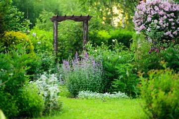 Fotobehang spring in cottage english garden. Blooming syringa meyeri Palibin, wooden archway, catnip (nepeta) and stachys. Blue and lilac colours. © mashiki