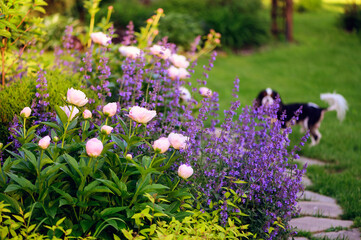 perennial flowers in summer - catmint (nepeta) and peony blooming together. Beautiful plants combination for english private garden, companion plants in landscape design - obrazy, fototapety, plakaty