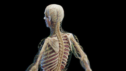 3d rendered medical illustration of a man's internal organs