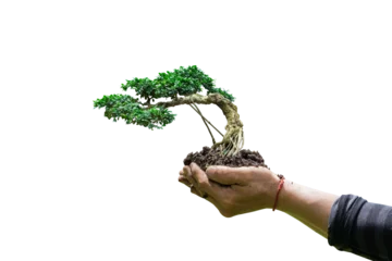 Fotobehang Bonsai Hand holding bonsai tree isolated on transparent background - PNG format.  © banphote