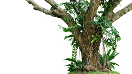 Jungle tree trunk with climbing Monstera (Monstera deliciosa), bird’s nest fern, philodendron and forest orchid green leaves tropical foliage plants