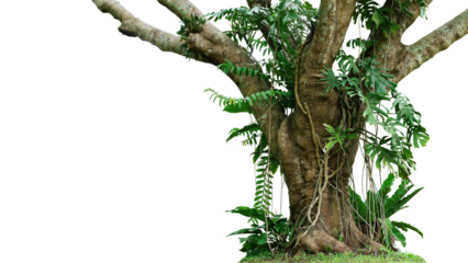 Jungle tree trunk with climbing Monstera (Monstera deliciosa), bird’s nest fern, philodendron and forest orchid green leaves tropical foliage plants