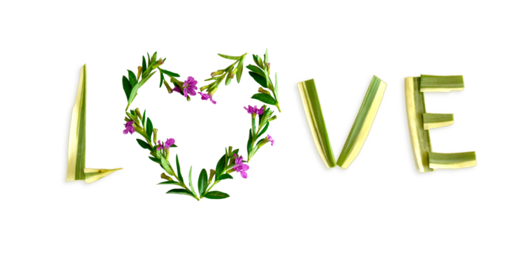 Word LOVE made of flower and leaves isolated on transparent background PNG file