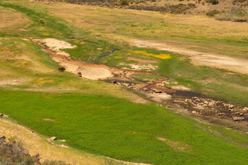 Grazing horses