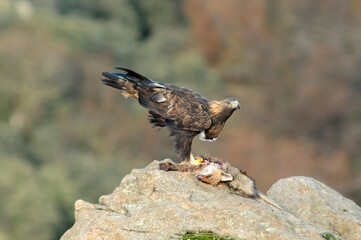 aguila real con presa en la montaña