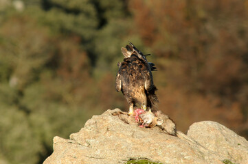 aguila real con presa en la montaña