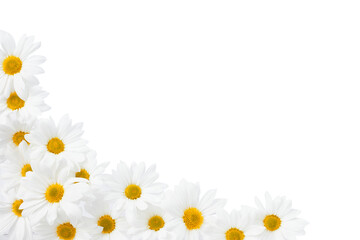 Beautiful white Daisy, Marguerite, chamomile isolated on white background with including clipping path. Full Depth of field, Full, Depth of field, Focus, stacking, dof. PNG