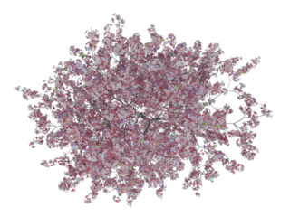 Peach Tree top view alpha channel Spring season