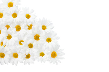 Beautiful white Daisy, Marguerite, chamomile isolated on white background with including clipping path. Full Depth of field, Full, Depth of field, Focus, stacking, dof. PNG