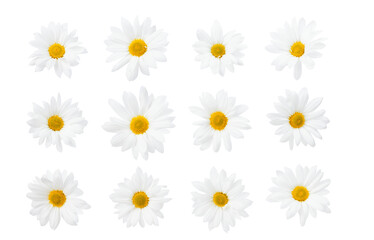 Set of Beautiful white Daisy, Marguerite, chamomile isolated on white background with including clipping path. Full Depth of field, Full, Depth of field, Focus, stacking, dof. PNG